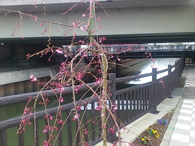 伝右川遊歩道 そうか桜の様子